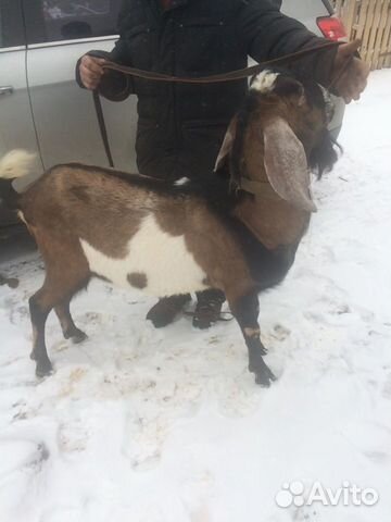 Нубийский козел купить на Зозу.ру - фотография № 3