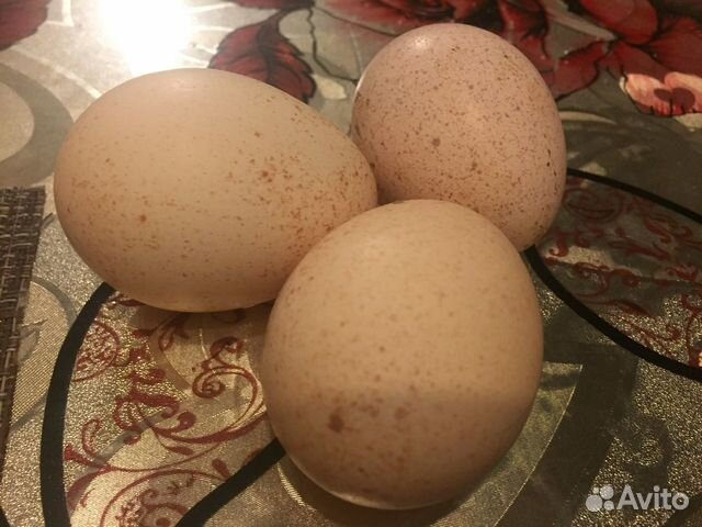Индюшиное яйцо для инкубации купить на Зозу.ру - фотография № 2