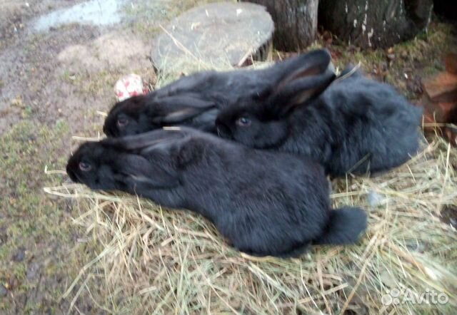 Кролики взрослые и крольчата купить на Зозу.ру - фотография № 8