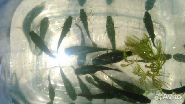 Аквариумные рыбки - моллинезии чёрные, гуппи, раст купить на Зозу.ру - фотография № 1