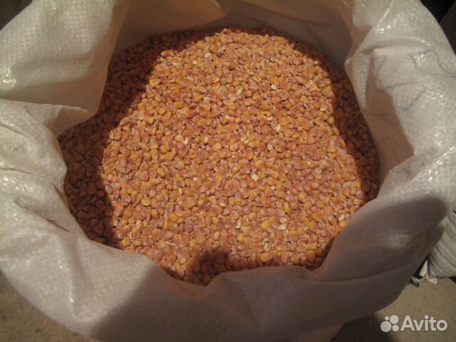 Кукуруза зерно купить на Зозу.ру - фотография № 4