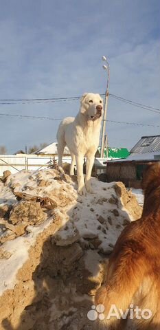 Собаки,Среднеазиатская овчарка купить на Зозу.ру - фотография № 7