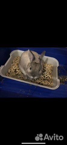 Карликовый сиамский кролик купить на Зозу.ру - фотография № 4