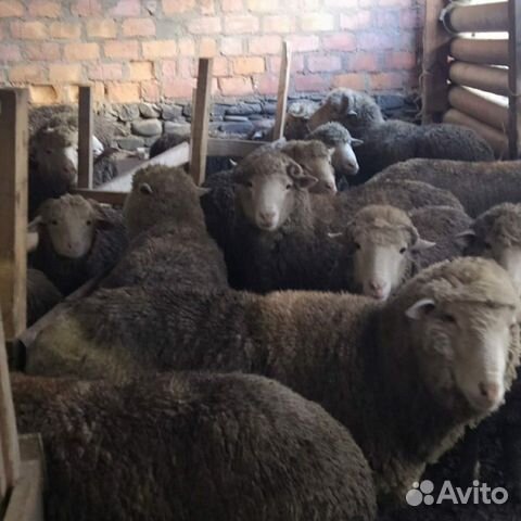 Овцы Качкари 55 шт купить на Зозу.ру - фотография № 1