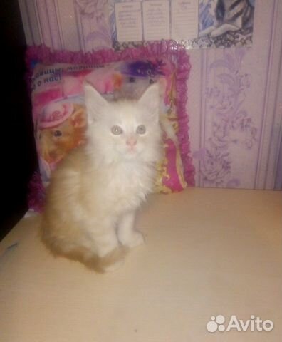 Котята мейн-кун купить на Зозу.ру - фотография № 6