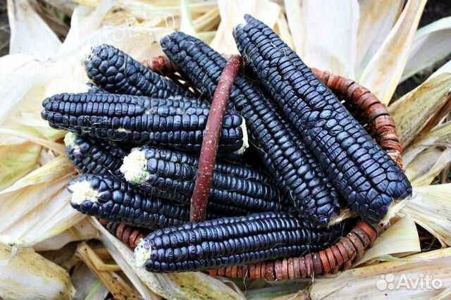 Черная кукуруза семена семена гвоздики диана