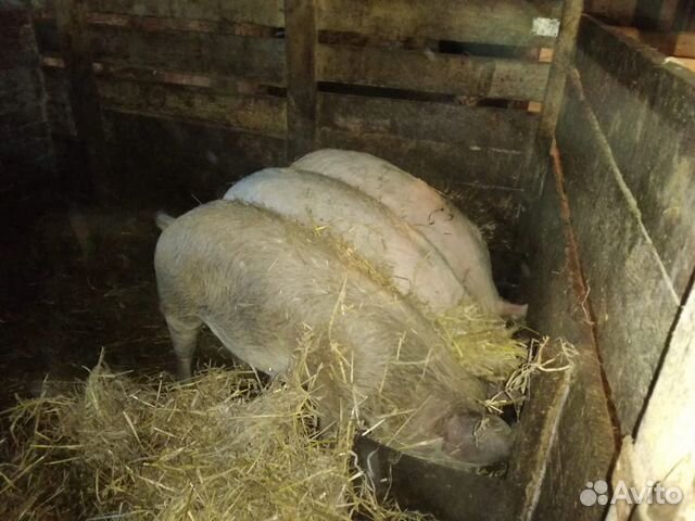 Продаются свиньи купить на Зозу.ру - фотография № 3