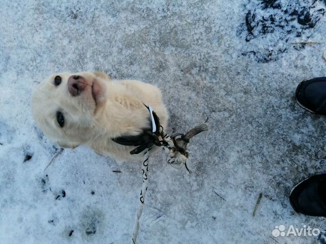 Продаю собаку породы борзая купить на Зозу.ру - фотография № 3