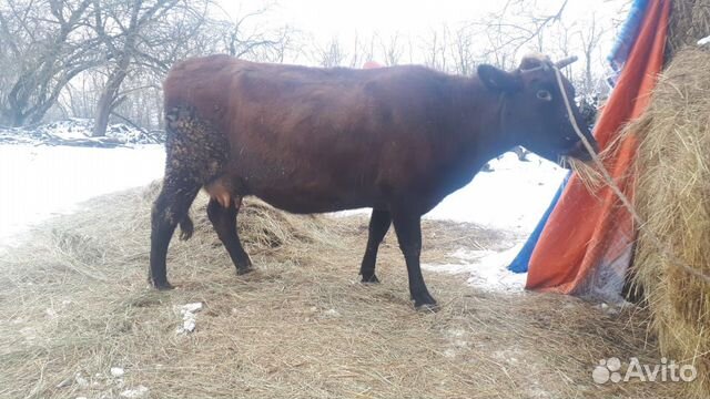 Коровы и бычок купить на Зозу.ру - фотография № 4