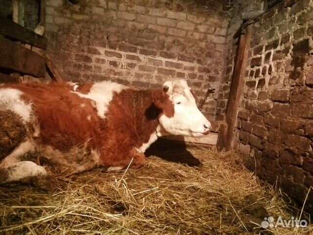 Продается доенная корова (одним отелом) купить на Зозу.ру - фотография № 1