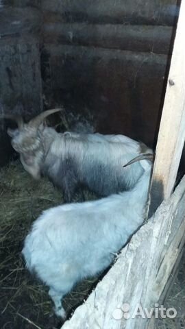 Два козла купить на Зозу.ру - фотография № 2