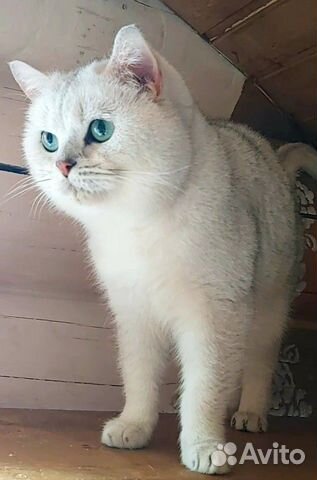 Британский кот чемпион продам купить на Зозу.ру - фотография № 1