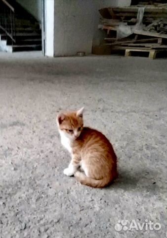 Рыжий котенок купить на Зозу.ру - фотография № 2