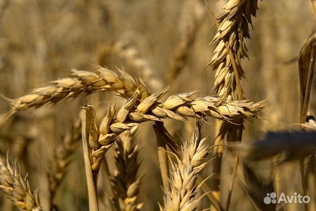 Пшеница 20тонн купить на Зозу.ру - фотография № 1