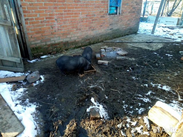 Свиньй веслобрюхие купить на Зозу.ру - фотография № 3