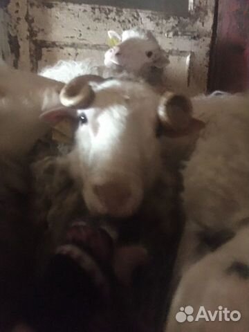 Продам овцы с ягнёнком купить на Зозу.ру - фотография № 2