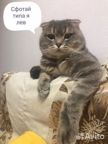Кот ищет подругу купить на Зозу.ру - фотография № 1