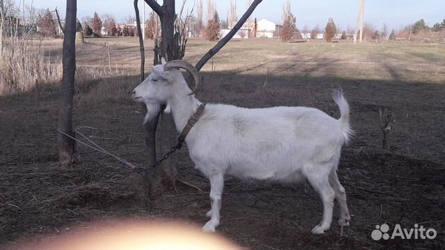 Коза и козел купить на Зозу.ру - фотография № 1