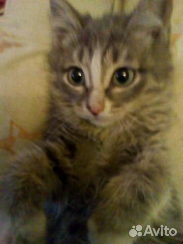 Котик, мальчик Котик, мальчик