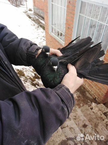 Продам голубей купить на Зозу.ру - фотография № 1