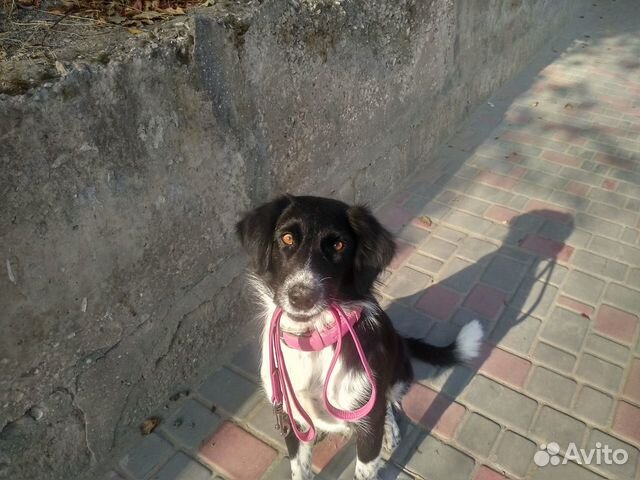 Собака в добрые руки купить на Зозу.ру - фотография № 9