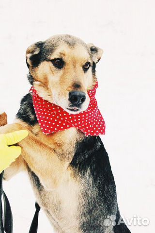 Собака Стенли Брамс в добрые руки бесплатно купить на Зозу.ру - фотография № 6