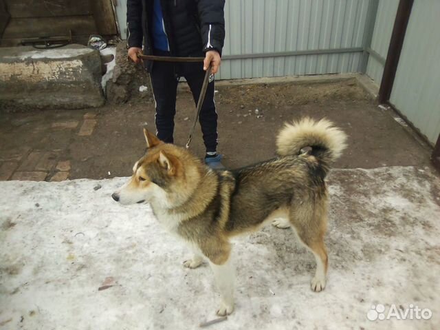 Собака лайка купить на Зозу.ру - фотография № 2