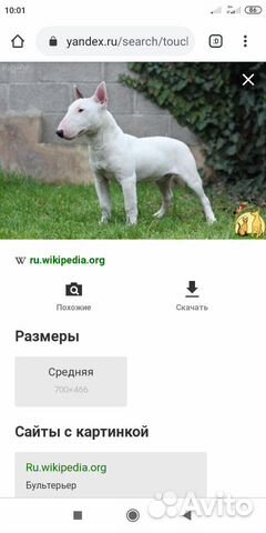 Возьму щенка такой породы или пидбуля купить на Зозу.ру - фотография № 1