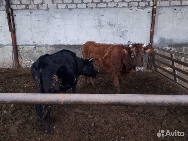 Коровы купить на Зозу.ру - фотография № 1