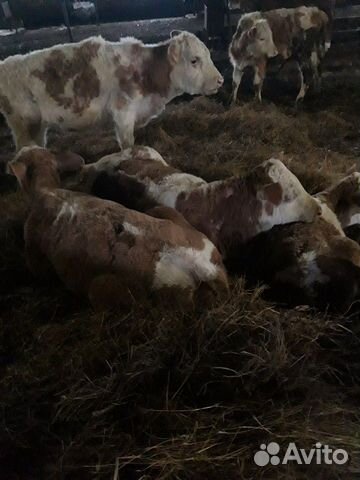 Коровы телята купить на Зозу.ру - фотография № 2