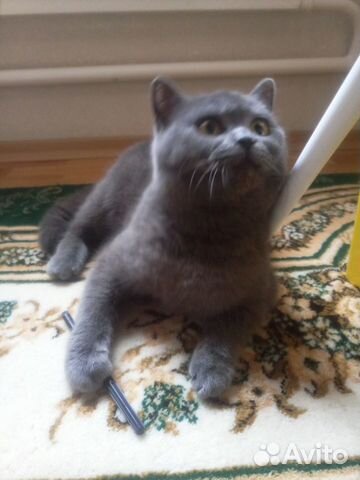Котик Мишка, британец Котик Мишка, британец