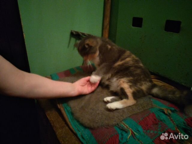 Кошечка с грабельками купить на Зозу.ру - фотография № 2