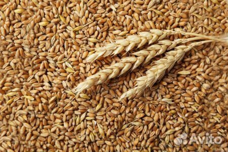 Ячмень.Пшеница купить на Зозу.ру - фотография № 1