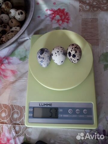 Перепелиное яйцо, молодняк купить на Зозу.ру - фотография № 3
