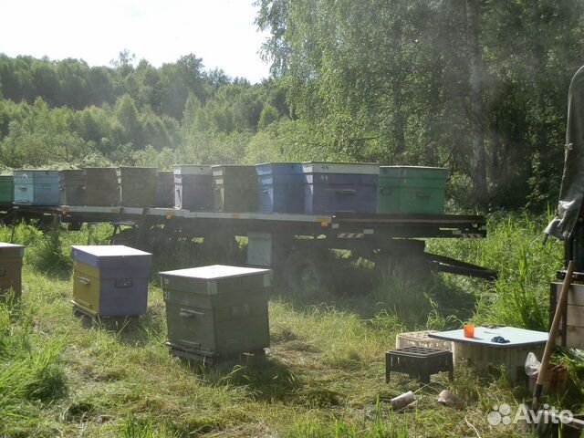 Пчелосемьй с ульями купить на Зозу.ру - фотография № 2