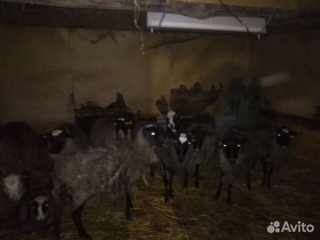 Коровы,телка,и овцы матки романовской породы купить на Зозу.ру - фотография № 3