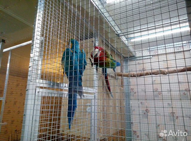 Пары Александрийских попугаев купить на Зозу.ру - фотография № 7