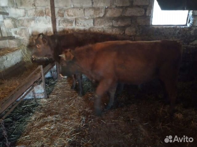 Корова, два бычка купить на Зозу.ру - фотография № 3