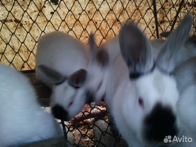 Кролики калифорнийские 2 мес купить на Зозу.ру - фотография № 1