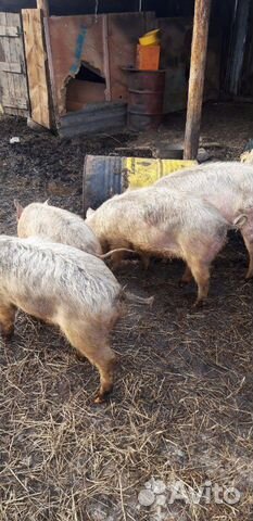 Продаются свиньи торг уместен 6-7 мес купить на Зозу.ру - фотография № 6