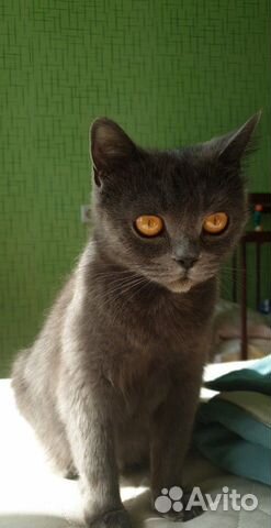Британская кошечка ищет кота купить на Зозу.ру - фотография № 1