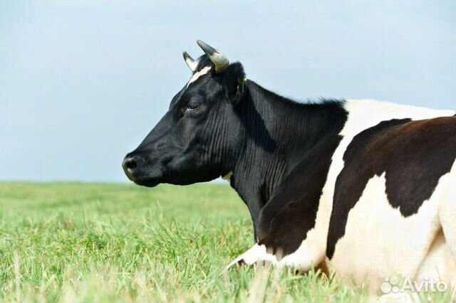 Продается яловая корова купить на Зозу.ру - фотография № 1