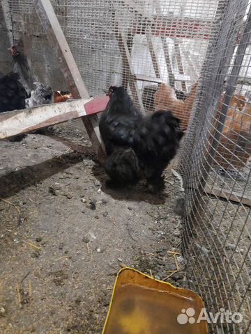 Цыплята под заказ купить на Зозу.ру - фотография № 5