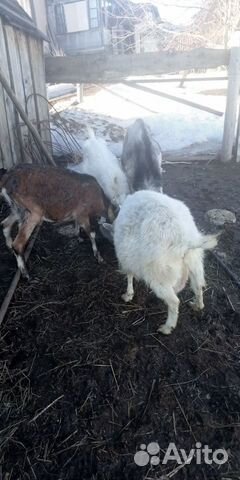 3 козы и 1 козёл купить на Зозу.ру - фотография № 1