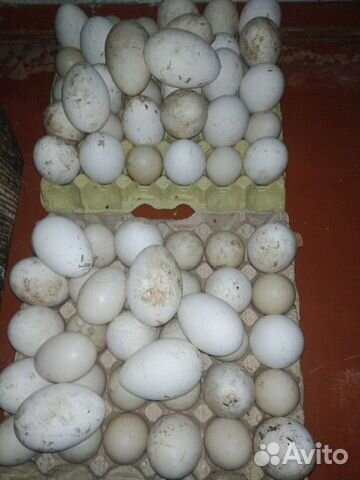 Яйца гусиные и утиные купить на Зозу.ру - фотография № 1