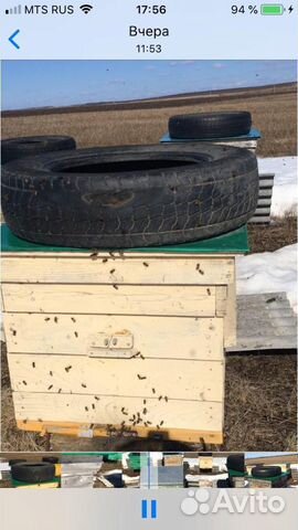 Продам пчелосемьи и пакеты купить на Зозу.ру - фотография № 5