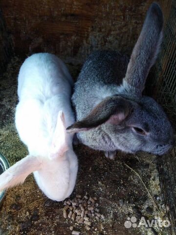 Кролики фландр,серый великан купить на Зозу.ру - фотография № 4
