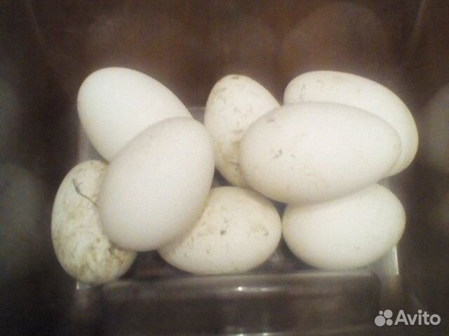 Яйца гусиные инкубационные купить на Зозу.ру - фотография № 1