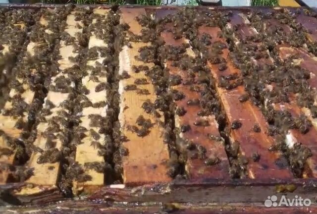 Продам пчелосемьи породы: карника, карпатка. Больш купить на Зозу.ру - фотография № 1