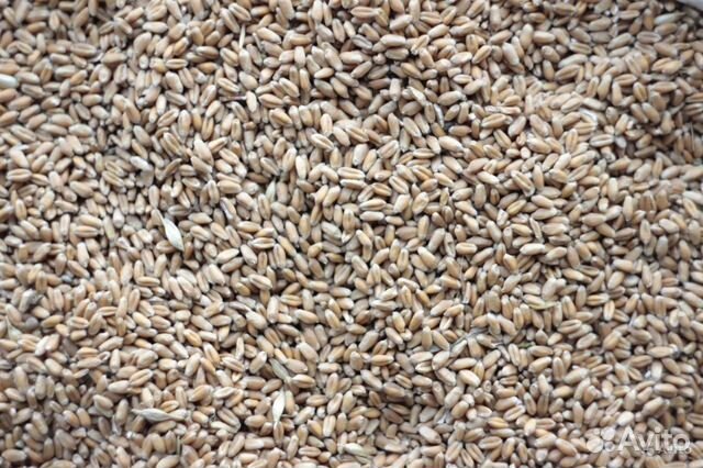 Пшенична 16. Животное с пшеницей. Пшеница для животных. Продукция из пшеницы. Оболочка пшеничного зерна купить.